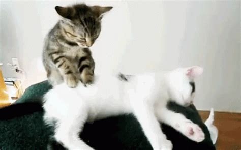 pussy massage gif|Relevance Massage Pussy Gifs